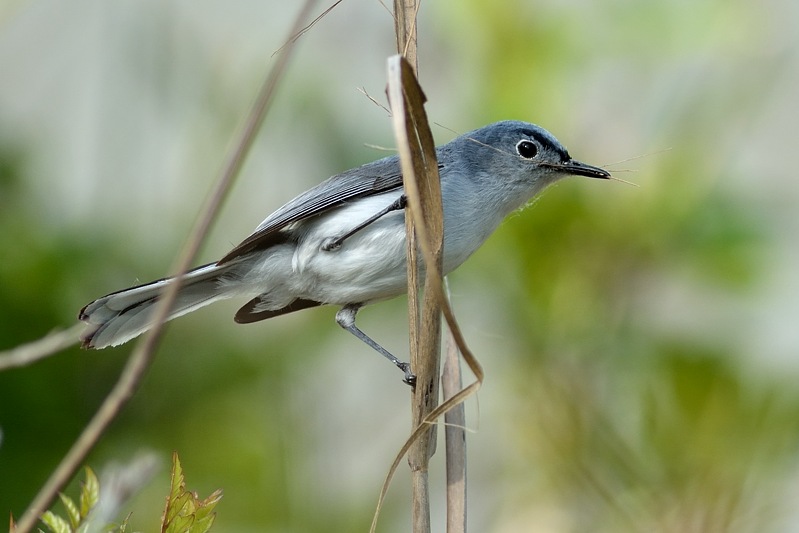 Blauwgrijze Muggenvanger